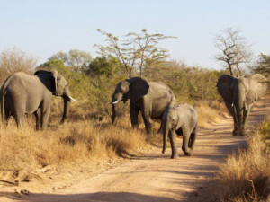 5 Day Garden Route and Addo Safari (One Way)