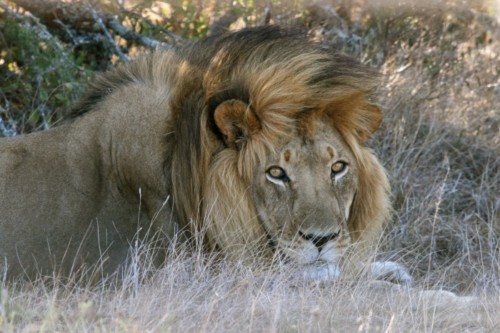 lion at Addo Elephant national park