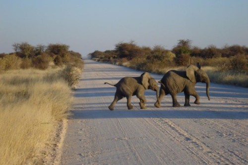 Baby Elephants crossing the road