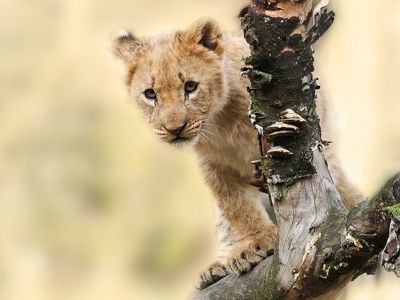 Lion Cub Ngorongoro Crater