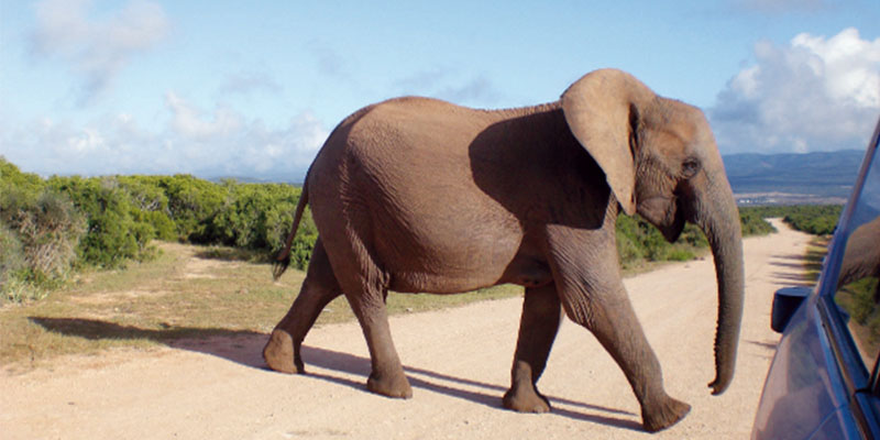 Elephant in Kruger National