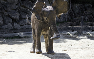 Baby Elephant Kruger Park
