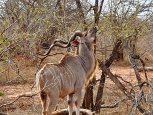 Kudu eating